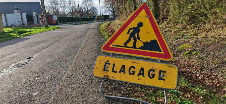 Les chênes en bordure de route communale à Ruaudin, pendant la taille