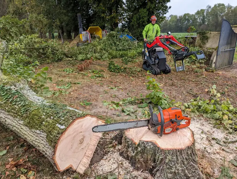 L'arbre au sol après l'abattage sur charnière directionnelle, à Saint-Aubin-des-Coudrais