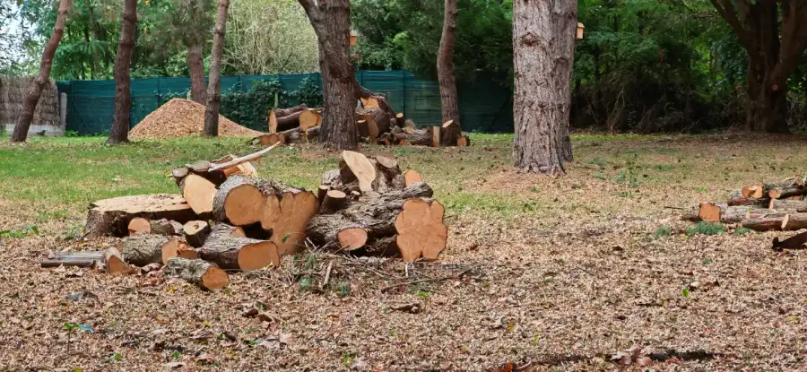 Le bois débité dans le parc familial près de La Flèche, pendant le chantier