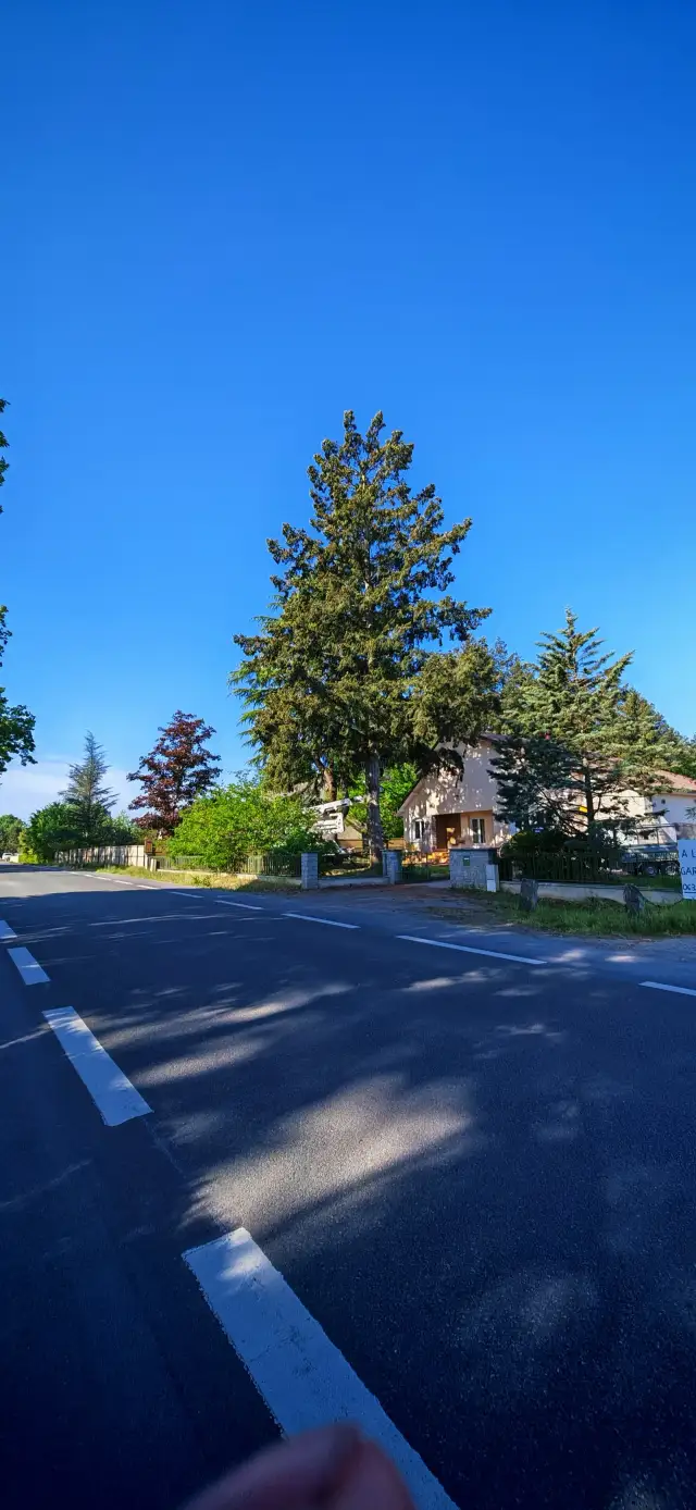 Le douglas de plus de 25 mètres avant intervention, enclavé entre la route, le chemin d'accès et la maison, à Changé