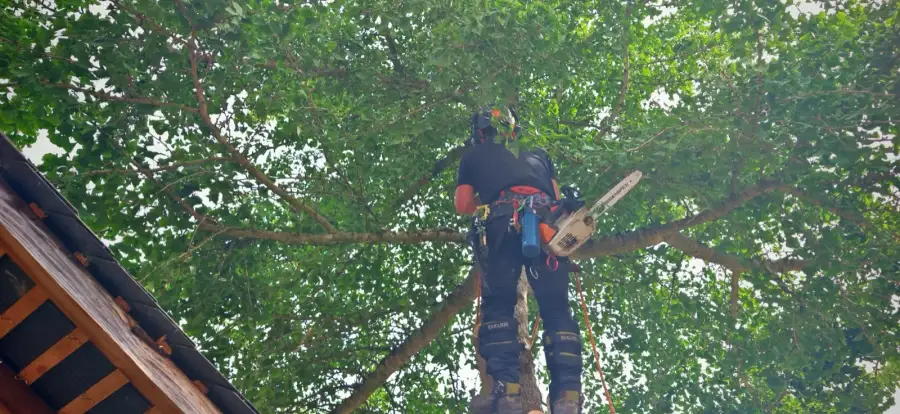 Kelian au travail dans le ginkgo, au ras de la toiture, en plein centre-ville du Mans